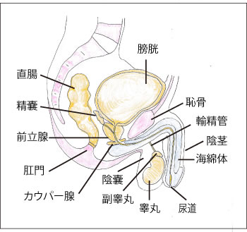 新宿形成外科の包茎手術